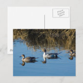 Noordelijke Pintail Briefkaart (Voorkant / Achterkant)