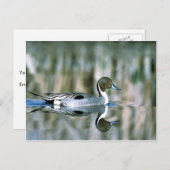 Noordelijke Pintail Briefkaart (Voorkant / Achterkant)