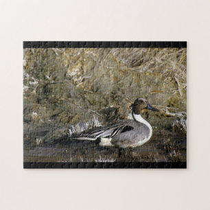 Noordelijke Pintail Duck Legpuzzel