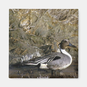 Noordelijke Pintail Duck Magneet