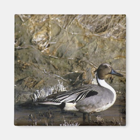 Noordelijke Pintail Duck Magneet (Voorkant)