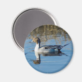 Noordelijke Pintail Magneet (Voorkant / Achterkant)
