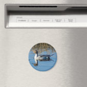 Noordelijke Pintail Magneet (Insitu (Vaatwasser))