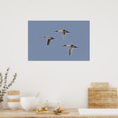 Noordelijke Pintails Poster (Keuken)