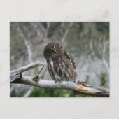 Noordelijke Pygmy Owl Briefkaart (Voorkant)
