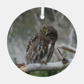 Noordelijke Pygmy Owl Glas Ornament (Achterkant)