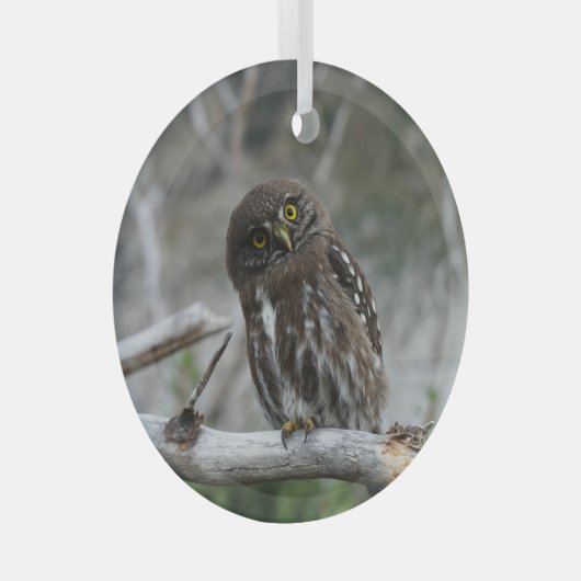 Noordelijke Pygmy Owl Glas Ornament (Voorkant Rechts)