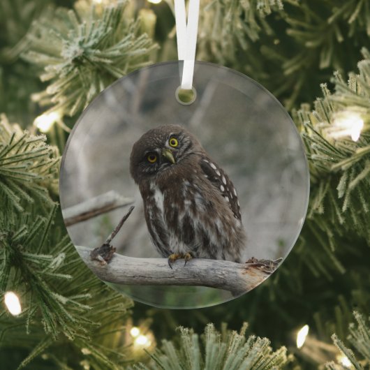 Noordelijke Pygmy Owl Glas Ornament (Insitu)