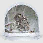 Noordelijke Pygmy Owl Sneeuwbol (Voorkant)