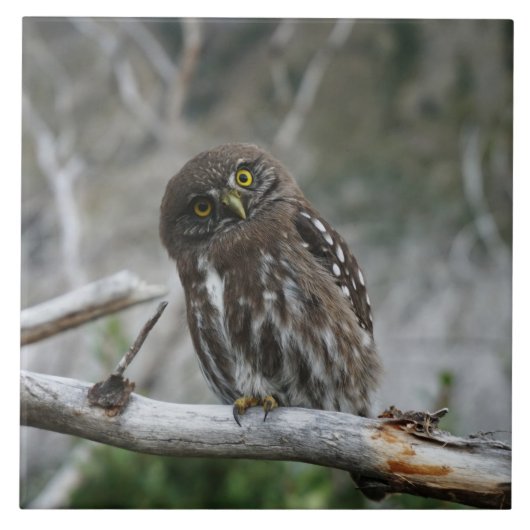 Noordelijke Pygmy Owl Tegeltje (Voorkant)