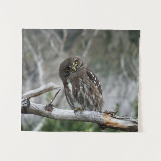 Noordelijke Pygmy Owl Wandkleed (Voorkant (horizontaal))