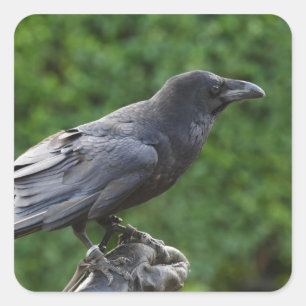 Noordelijke Raven Vierkante Sticker