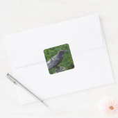 Noordelijke Raven Vierkante Sticker (Envelop)