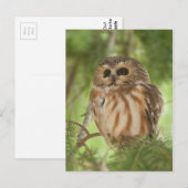 Noordelijke Saw-whet Owl Briefkaart (Voorkant / Achterkant)
