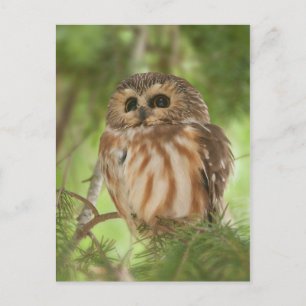 Noordelijke Saw-whet Owl Briefkaart
