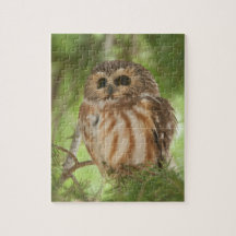 Noordelijke Saw-whet Owl