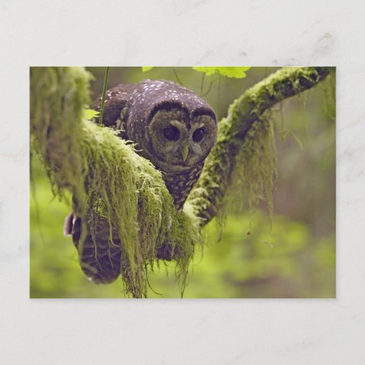 Noordelijke schelpdierentuin briefkaart (Voorkant)