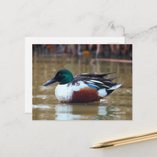 Noordelijke schoenmaker Duck bij de Pond Briefkaart