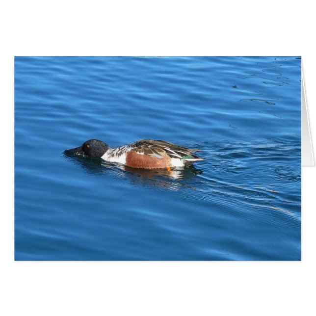 Noordelijke schouwer (Voorkant Horizontaal)