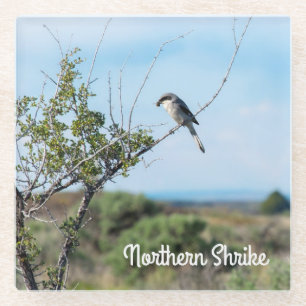 Noordelijke shrike glazen onderzetter