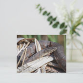 Noordelijke waterslang briefkaart (Staand voorkant)