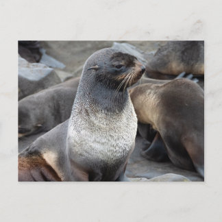 Noordelijke Zeebeer, Alaska Briefkaart