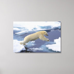 Noordpool, Spitsbergen, Polar Beer uitbreiding Canvas Afdruk
