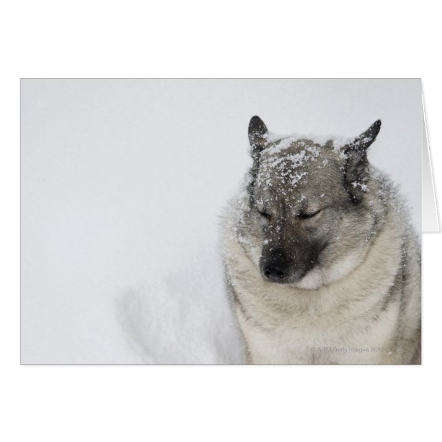Noors Elkhound (Voorkant Horizontaal)