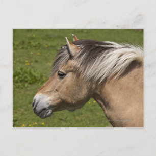 Noors Fjord Horse Briefkaart