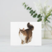 Noorse boskat briefkaart (Staand voorkant)