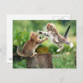 Noorse Boskatjes Briefkaart (Voorkant / Achterkant)