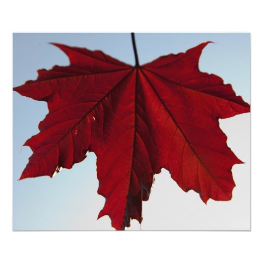 Noorse Crimson King Maple Leaf Foto Afdruk (Voorkant)