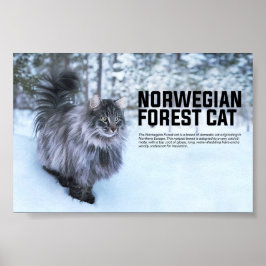 Noorse kat Breed Poster
