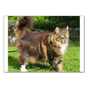 noorse kat vol.png kaart