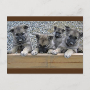 Noorse Puppies van Elkhound Briefkaart