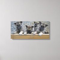 Noorse Puppies van Elkhound