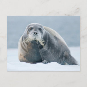 Noorwegen, Svalbard-archipel, Spitsbergen 4 Briefkaart