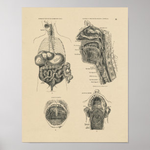  Noot Throat Anatomy 1880 Afdruk Poster
