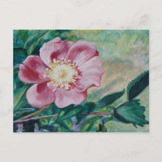 Nootka Roos ~ (Rosa nutkana) Briefkaart