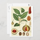  nootmuskaat  recept voor briefkaart (Voorkant / Achterkant)