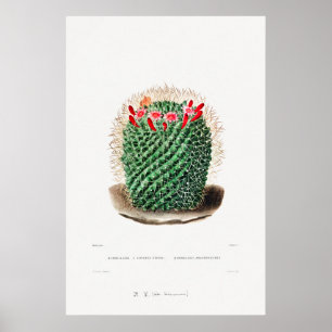 Nopal Tekening van een Plant van Cactus Flower Cac Poster