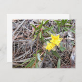 Nophis bedankkaart (Voorkant / Achterkant)