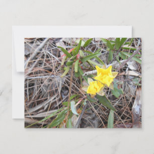 Nophis Carte de remerciements