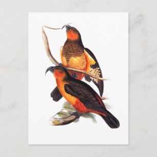 Norfolk Island Kaka Briefkaart