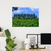 Norfolk Island Pine Trees Poster (Thuiskantoor)