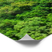 Norfolk Island Pine Trees Poster (Hoek)