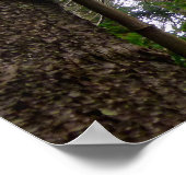 Norfolk Island Pine Trees Poster (Hoek)