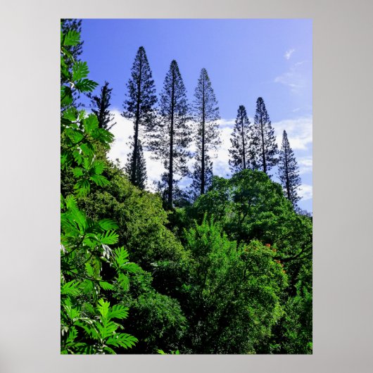 Norfolk Island Pine Trees Poster (Voorkant)