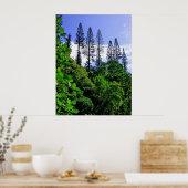 Norfolk Island Pine Trees Poster (Keuken)