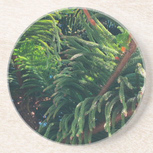 Norfolk Island Pine Zandsteen Onderzetter